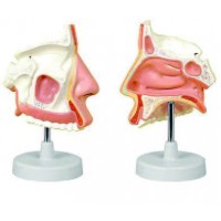 Nasal Cavity (3)